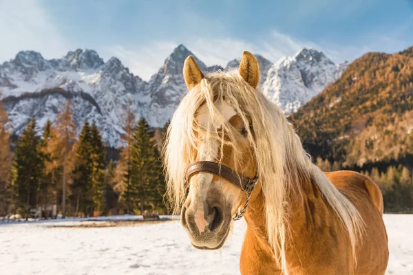 Caballo Las Montañas Invierno Triglav Los Alpes Julianos Invierno Fondo — Foto de Stock