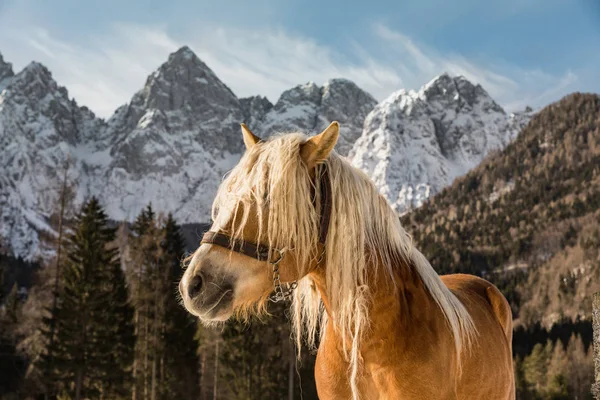 Caballo Las Montañas Invierno Triglav Los Alpes Julianos Invierno Fondo — Foto de Stock