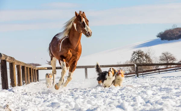 Fantastische Dj Valentine paard galopperen op sneeuw op een zonnige dag in de winter. Tsjechische Republiek — Stockfoto