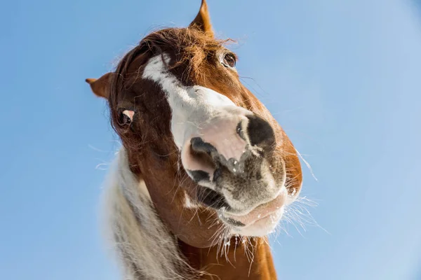 Bela Olenas Valentine, American Paint Horse em dia nevado no inverno. República Checa — Fotografia de Stock