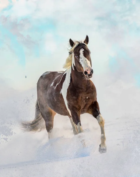 American Paint Horse in zonnige dag in de winter. Tsjechische Republiek — Stockfoto