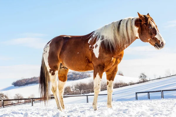 Mooie Olenas Valentine, American Paint Horse in besneeuwde dag in de winter. Tsjechische Republiek — Stockfoto