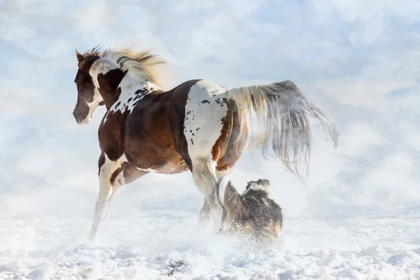 Olenas Valentine, American Paint Horse met hond in besneeuwde dag in de winter. Tsjechische Republiek — Stockfoto