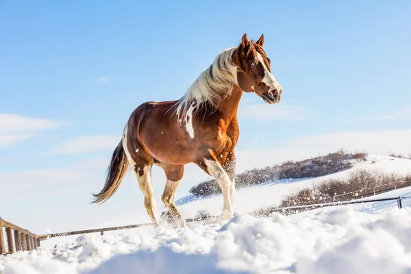 Frumoasa Olenas Valentine, American Paint Horse în ziua cu zăpadă în timpul iernii. Republica Cehă — Fotografie, imagine de stoc