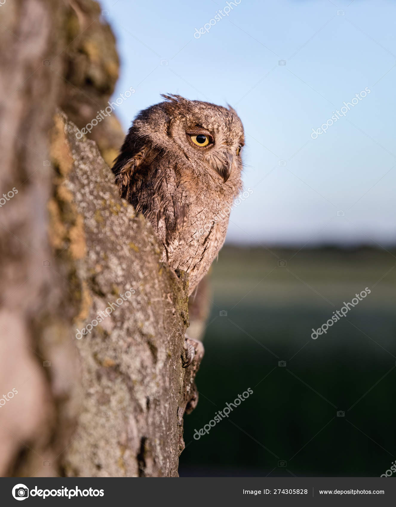 Small Scops Owl In Tree Hollow Little Scops Owl Otus Scops Is A Small Species Of Owl From The Owl Owl Family Stock Photo C Nadak2