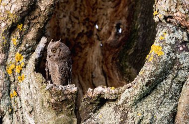 Ağaç içi boş küçük ishak baykuş. Küçük Scops baykuş (Otus scops) owl owl ailesinin baykuş küçük bir türüdür.