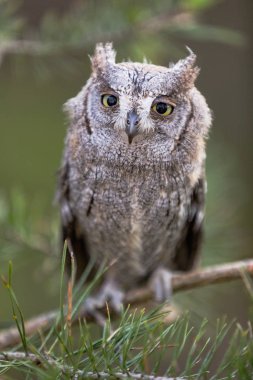 Çam dalında küçük bir baykuş. Küçük Scops baykuş (Otus scops) owl owl ailesinin baykuş küçük bir türüdür.