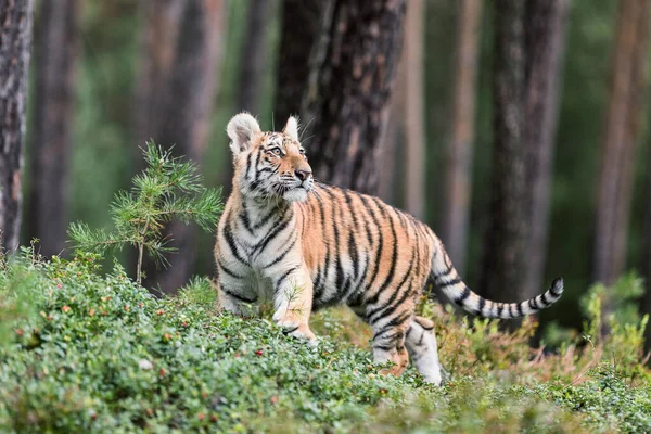 Ussuri tiger. The master of taiga. The Siberian Tiger. Portrait of Usurian Tiger in a wild autumn landscape in sunny day.. A young tiger in wildlife.