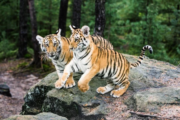 Dos Gatitos Tigre Ussuri Jugando Bosque Salvaje Retrato Tigre Usuria — Foto de Stock