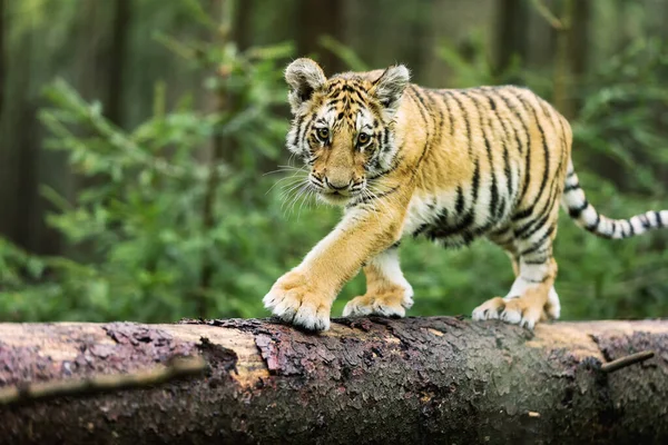 Little Ussuri tiger in the wild forest (Panthera tigris tigris) also called Amur tiger (Panthera tigris altaica) in the forest, Young female tiger in the forest.