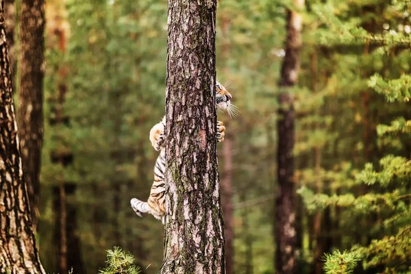 Tigre Branco Na Floresta. Cena Da Vida Selvagem. 3d Rendering. Imagem e  Fotografia Gratuitas 200023970.