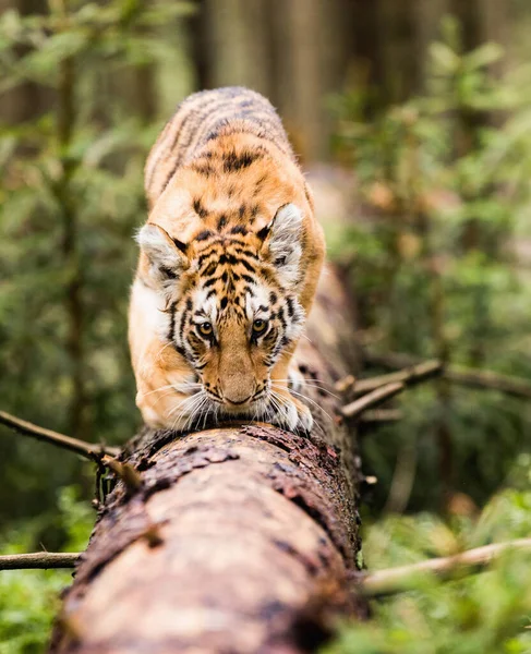 우수리라는 호랑이가 통나무에 기어다닌다 Panthera Tigris Tigris 호랑이 Panthera Tigris — 스톡 사진
