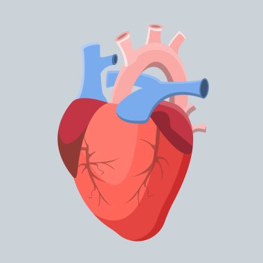  İnsan kalbinin anatomisi. Organların sembolü. EPS 10.