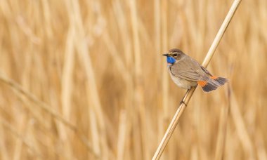 Bluethroat, Luscinia svecica. Şafakta, bir kuş nehrin yanındaki sazlıkta oturur.