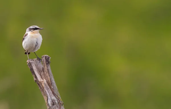 Whinchat Saxicola Rubetra Male Bird Sits Stump — Stock Photo, Image