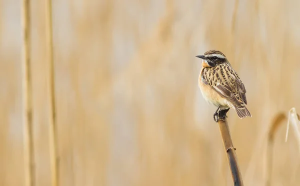 Braunkehlchen Saxicola Rubetra Ein Männlicher Vogel Sitzt Auf Einem Schilfhalm — Stockfoto