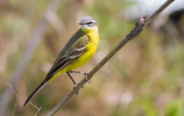Western Yellow Wagtail Motacilla Flava Bird Sits Stem Plant — Stock Photo, Image