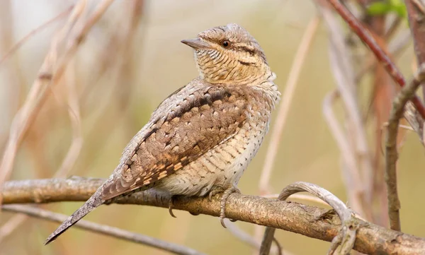 Eurasian Wryneck Jynx Torquilla Bird Sits Branch Bush Evening Sun — Stock Photo, Image