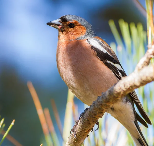 一般的なシャッフインチ フリニラ コエルベス オスの鳥が松の枝に座っている 閉鎖だ — ストック写真