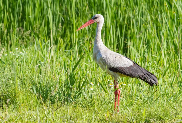 Cigüeña Blanca Ciconia Ciconia Pájaro Camina Por Prado Hierba Busca — Foto de Stock