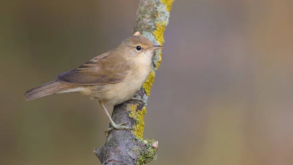 Eurasian Reed Warbler Acrocephalus Scirpaceus Early Morning Adult Bird Sits — Stock Photo, Image