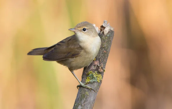 Eurasian Reed Warbler Acrocephalus Scirpaceus Early Morning Adult Bird Sits — Stock Photo, Image