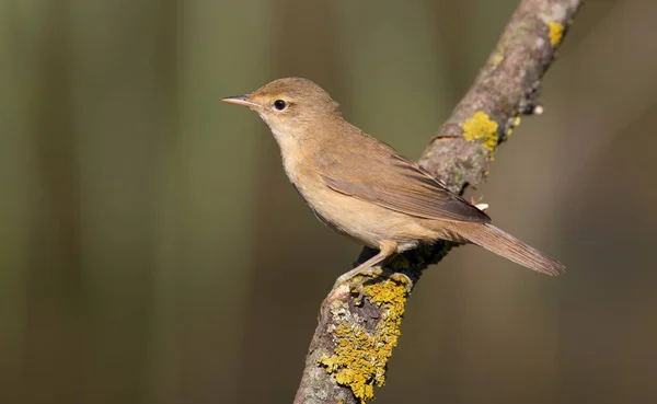 Eurasian Reed Warbler Acrocephalus Scirpaceus Early Morning Adult Bird Sits — Stock Photo, Image
