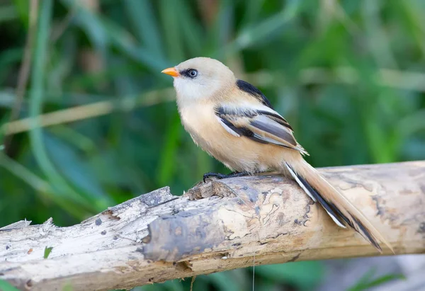 Panurus Biarmicus Bearded Reedling Bearded Tit Tôt Matin Jeune Oiseau — Photo