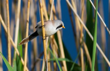 Panurus biarmicus, Bearded reedling, Bearded tit. Early in the morning the male sits on a stalk of reed on the river bank