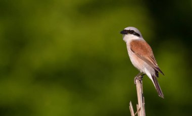 Kırmızı sırtlı örümcekkuşu, Lanius Collurio. Yetişkin erkek nehir kenarındaki kırık bir saz sapında oturur.