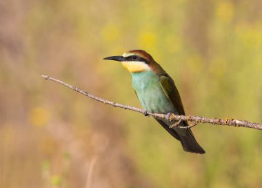 Avrupalı arı yiyici, merops apiaster. Güneşli bir sabahta, bir kuş bir dala oturur..