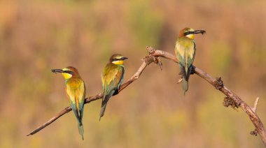 Avrupalı arı yiyici, merops apiaster. Güneşli bir sabahın erken saatlerinde, üç kuş güzel bir dala oturup, avlarını gagalarında tutarlar..