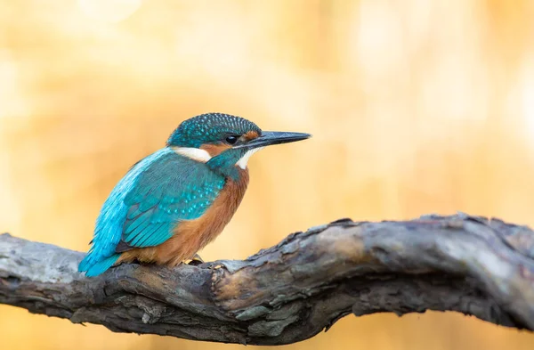 Common Kingfisher Alcedo Atthis Bird Sitting Branch Water While Waiting — Stock Photo, Image