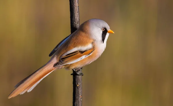 Panurus biarmicus, Bearded reedling, Bearded tit. In the early morning, the mustachioed male sits on the stem of the plant. The sun beautifully illuminates the model