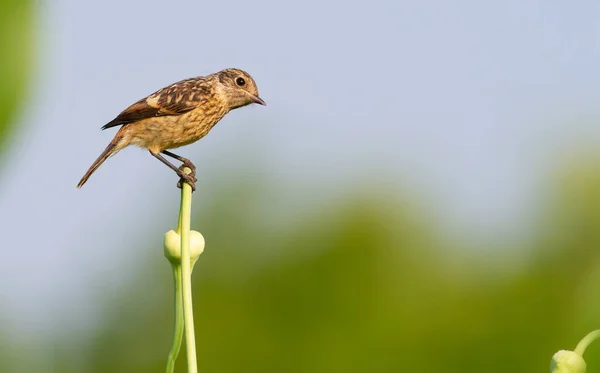 Schwarzkehlchen Saxicola Rubicola Ein Junger Vogel Sitzt Auf Einem Schönen — Stockfoto