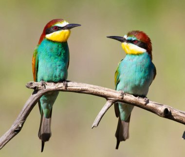 Avrupalı arı yiyici, Merops apiaster. Güneşli bir sabahın erken saatlerinde bir dalda oturan kuş ailesi.