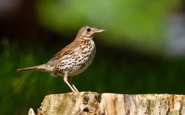 Ardıç kuşu, Turdus Philomelos. Güzel ötücü kuş yaşlı bir kütüğe oturur.
