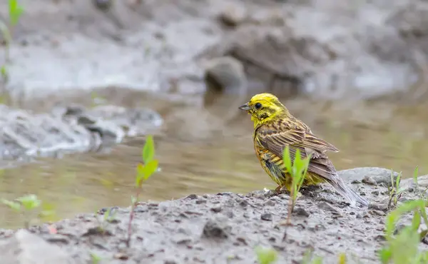 Gelbammer Emberiza Citrinella Vogel Badet Nach Regen Pfütze — Stockfoto