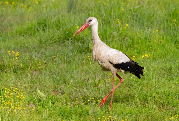 White Stork Ciconia Ciconia Bird Walks Meadow River Looking Something — Stok fotoğraf