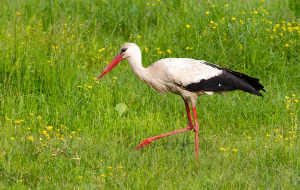 White Stork Ciconia Ciconia Bird Walks Meadow River Looking Something — Stok fotoğraf