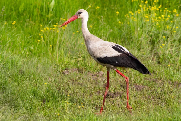 Cigüeña Blanca Ciconia Ciconia Pájaro Camina Través Prado Largo Del — Foto de Stock