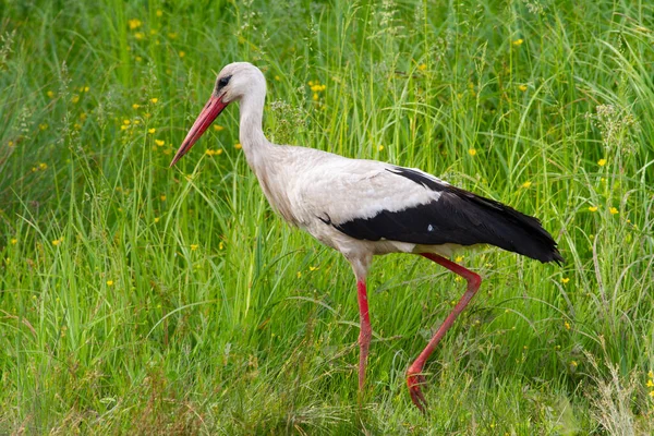 White Stork Ciconia Ciconia Bird Walks Meadow River Looking Something — Stok fotoğraf