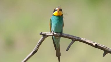 European bee-eater, Merops apiaster. The most colorful bird in Europe caught a dragonfly