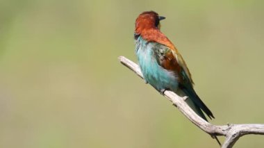 Avrupalı arı yiyici, merops apiaster. Güneşli bir sabahta, bir kuş bir dala oturur..