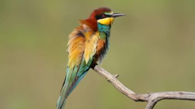 Avrupalı arı yiyici, merops apiaster. Güneşli bir sabahta, bir kuş bir dala oturur..