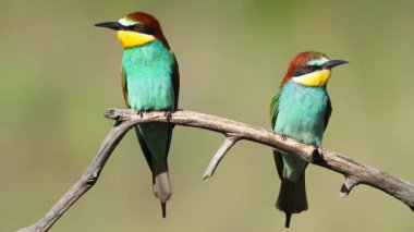 Avrupalı arı yiyici, merops apiaster. Güneşli bir sabahın erken saatlerinde iki kuş bir dala oturmuş.