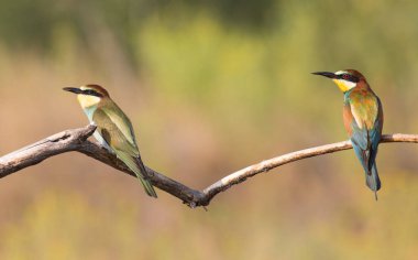 European bee-eater, merops apiaster. On an early sunny morning, an adult and a young bird are sitting on a dry branch. The sun beautifully illuminates them with soft rays