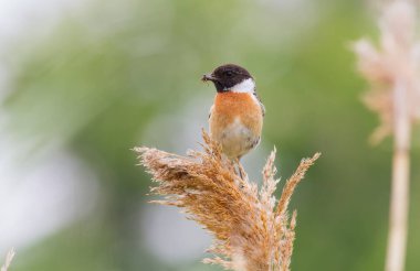 European stonechat, Saxicola rubicola. On a cloudy morning, a male bird sits on a reed and holds prey in its beak