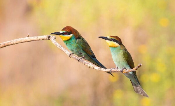 European bee-eater, merops apiaster. On an early sunny morning, an adult and a young bird are sitting on a dry branch. The sun beautifully illuminates them with soft rays