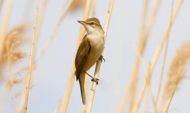 Büyük sazlık bülbülü, Acrocephalus arundinaceus. Bir kuş nehrin kıyısındaki sazlıkta oturur.